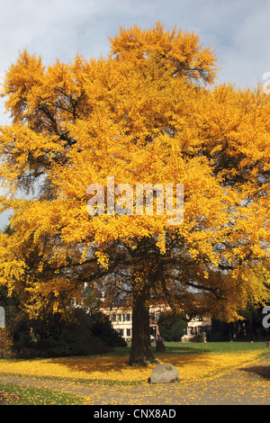 tausend-Baum, Ginkgo-Baum, Ginkgo Baum, Ginko (Ginkgo Biloba), im Herbst Stockfoto