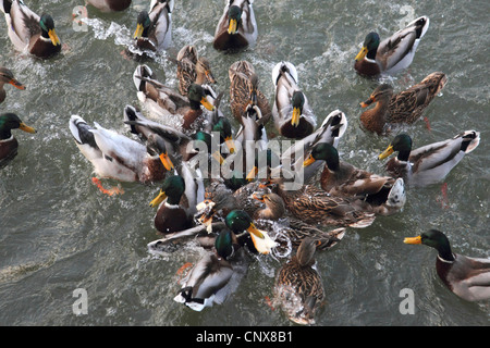 Stockente (Anas Platyrhynchos), zahlreiche Vögel Gedränge zusammen kämpfen über Stücke Brot ins Wasser geworfen Stockfoto