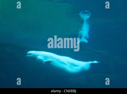 Weißwal (Delphinapterus Leucas), Beluga Unterwasser Aufnahme von zwei Tieren, Kanada Stockfoto