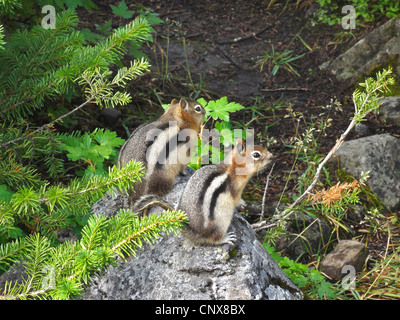 Golden-Jaguaren Ziesel (Spermophilus Lateralis, Citellus Lateralis, Callospermophilus Lateralis), zwei Tiere sitzen nebeneinander auf einem Stein, Kanada, Alberta Banff National Park Stockfoto