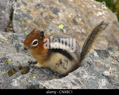 Golden Jaguaren Ziesel (Spermophilus Lateralis, Citellus Lateralis Callospermophilus Lateralis), sitzt auf einem Stein, Kanada, Alberta Banff National Park Stockfoto