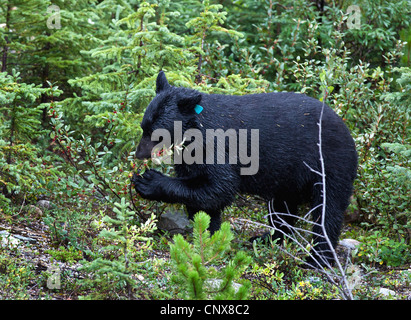 Amerikanische Schwarzbären (Ursus Americanus), Fütterung auf dem Buffalo Berry Busch (Shepherdia Canadensis), Kanada, Alberta Banff National Park Stockfoto