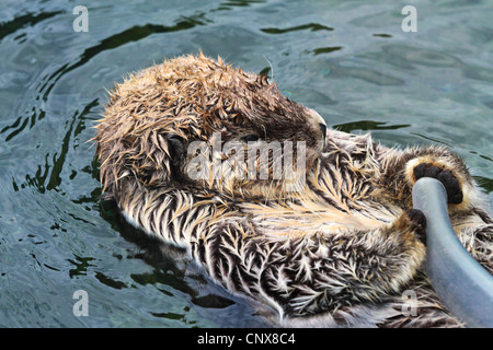 Seeotter (Enhydra Lutris), das Spiel mit einem Metallteil von einem Boot, Kanada, British Columbia Stockfoto