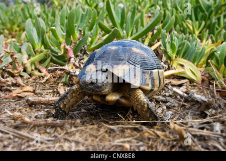 Sporn-thighed Tortoise, mediterrane Sporn-thighed Tortoise, gemeinsame Schildkröte, Griechische Schildkröte (Testudo Graeca), Wandern, Italien, Sardinien Stockfoto