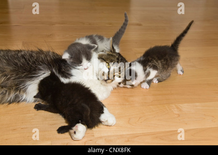 Hauskatze, Hauskatze (Felis Silvestris F. Catus), Hauskatze mit Kätzchen auf dem Boden Stockfoto