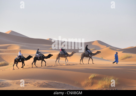 Dromedar, einen buckligen Kamel (Camelus Dromedarius), Wohnwagen in Erg Chebbi, Marokko, Maghreb Stockfoto