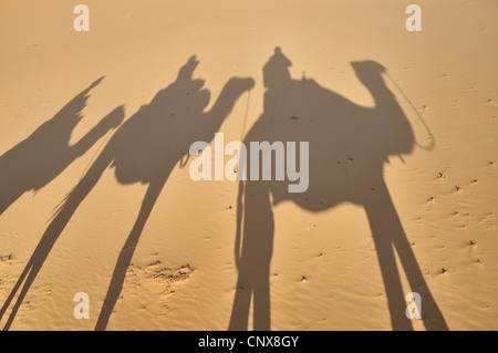 Dromedar, einen buckligen Kamel (Camelus Dromedarius), Schatten von Caravan, Marokko Stockfoto