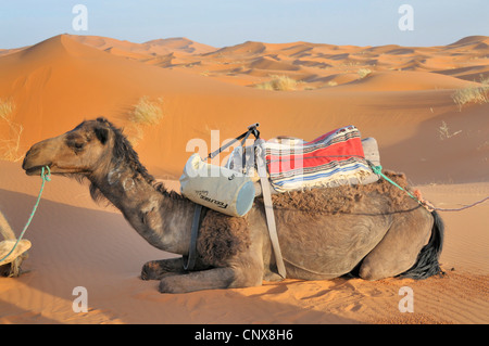 Dromedar, einen buckligen Kamel (Camelus Dromedarius), ruht in der Wüste, Marokko, Erg Chebbi Stockfoto