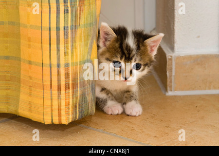 Hauskatze, Hauskatze (Felis Silvestris F. Catus), kleines Kätzchen versteckt sich hinter einem Vorhang Stockfoto