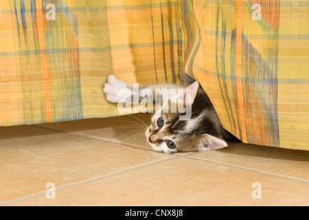 Hauskatze, Hauskatze (Felis Silvestris F. Catus) Kätzchen mit seinen Krallen in einer curtin Stockfoto