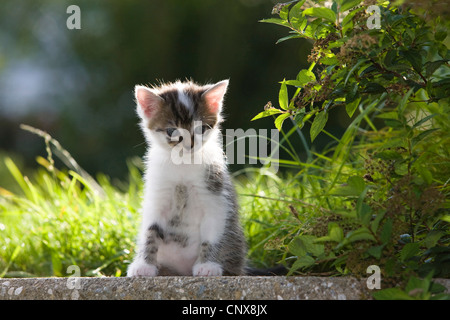 Hauskatze, Hauskatze (Felis Silvestris F. Catus), kleines Kätzchen auf einer Mauer sitzend Stockfoto