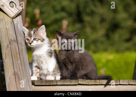 Hauskatze, Hauskatze (Felis Silvestris F. Catus), zwei Kätzchen sitzen auf einer Gartenbank Stockfoto