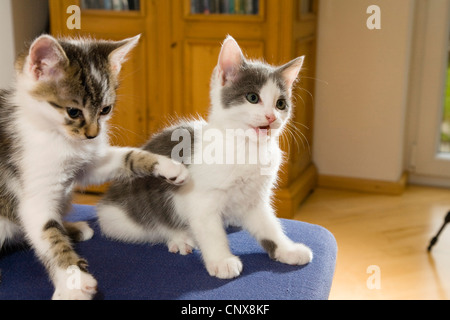 Hauskatze, Hauskatze (Felis Silvestris F. Catus), zwei junge Kätzchen spielen Stockfoto