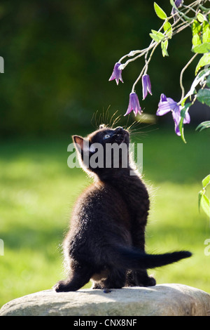 Hauskatze, Hauskatze (Felis Silvestris F. Catus), junge Hauskatze Blick auf Blume Stockfoto