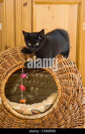 Hauskatze, Hauskatze (Felis Silvestris F. Catus), Katzen spielen Stockfoto