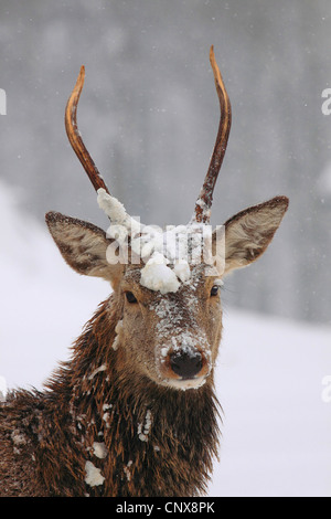 Rothirsch (Cervus Elaphus), Portrait in Winterlandschaft mit fallendem Schnee, Deutschland, Sachsen Stockfoto