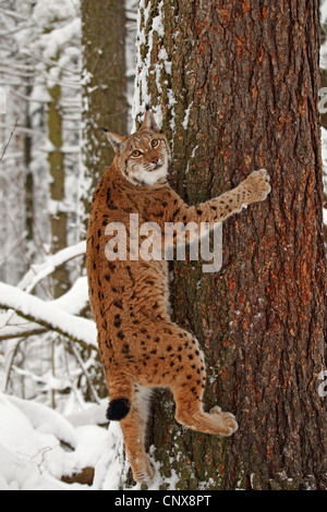 Eurasischer Luchs (Lynx Lynx), Klettern auf einem Baumstamm in einem verschneiten Wald, Deutschland, Sachsen Stockfoto