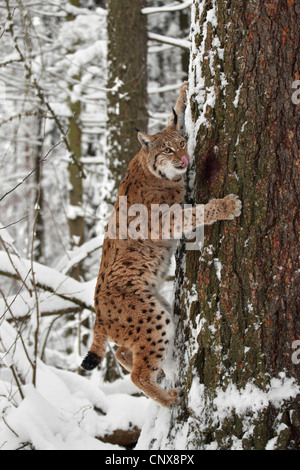 Eurasischer Luchs (Lynx Lynx), Klettern auf einem Baumstamm in einem verschneiten Wald, Deutschland, Sachsen Stockfoto