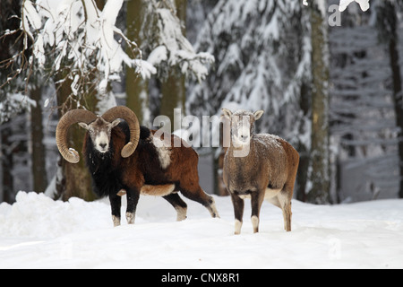 Mufflon (Ovis Musimon, Ovis Gmelini Musimon, Ovis Orientalis Musimon), ram mit Weibchen in Schnee, Deutschland, Sachsen Stockfoto