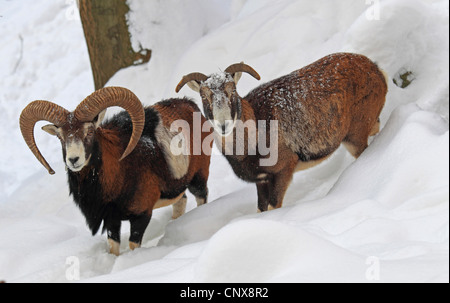Mufflon (Ovis Musimon, Ovis Gmelini Musimon, Ovis Orientalis Musimon), rammt in Schnee, Deutschland, Sachsen Stockfoto
