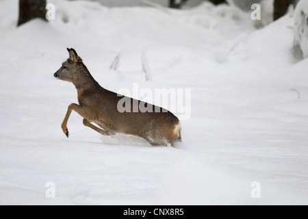 Reh (Capreolus Capreolus), weibliche im Tiefschnee, Deutschland, Sachsen Stockfoto