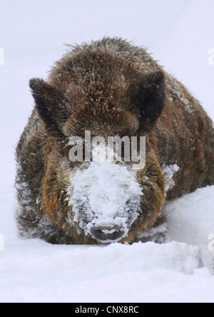 Wildschwein, Schwein, Wildschwein (Sus Scrofa), Weibchen auf das Futter im Winter, Deutschland, Sachsen Stockfoto