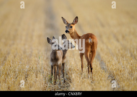 Reh (Capreolus Capreolus), mit zwei Reh auf einem Stoppelfeld, Deutschland Stockfoto