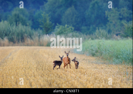 Reh (Capreolus Capreolus), mit zwei Reh auf einem Stoppelfeld, Deutschland Stockfoto