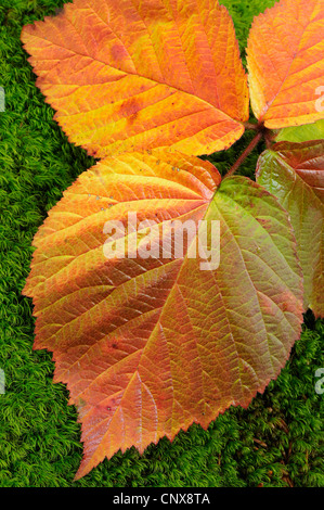 strauchige Brombeere (Rubus Fruticosus), herbstliche Blackberry Blatt liegen auf Moos, Deutschland, Bayern, Nationalpark Bayerischer Wald Stockfoto