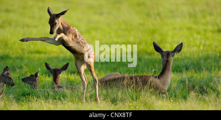 Rothirsch (Cervus Elaphus), Reh Kalb springen auf Wiese, Deutschland, Nordrhein-Westfalen Stockfoto