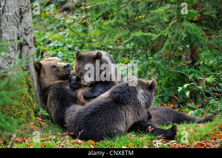 Brauner Bär (Ursus Arctos), Mutter säugende Jungtiere auf Milch, Deutschland, Bayern, Nationalpark Bayerischer Wald Stockfoto