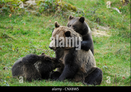 Brauner Bär (Ursus Arctos), Mutter säugende Jungtiere auf Milch, Deutschland, Bayern, Nationalpark Bayerischer Wald Stockfoto