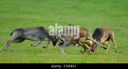 Damwild Hirsche (Dama Dama, Cervus Dama), drei Bullen kämpfen im Erdgeschoss Spurrinnenbildung, Deutschland, Nordrhein-Westfalen Stockfoto