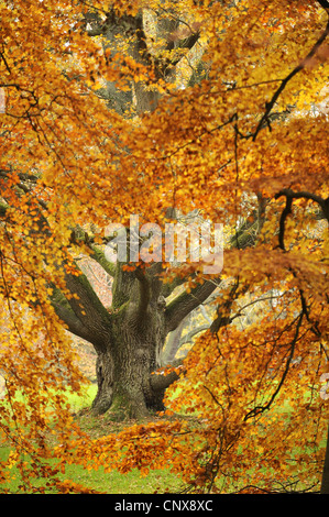 Stieleiche, pedunculate Eiche, Englisch Eiche (Quercus Robur), Blick auf eine alte Eiche durch Äste, Deutschland, Mecklenburg-Vorpommern, Rügen Stockfoto