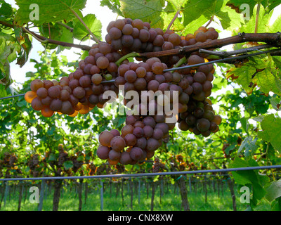 Trauben im Weinberg im Herbst. NICHT verfügbar für den Einsatz im KALANDER, Deutschland, Rheinland Pfalz, Siebeldingen Stockfoto