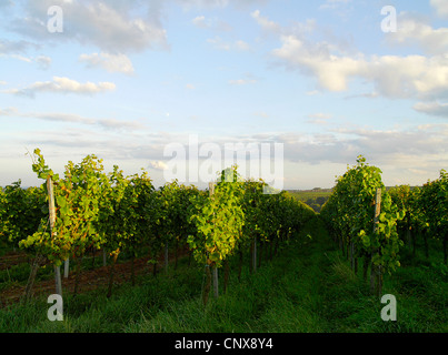 Weinberg im Herbst. NICHT verfügbar für den Einsatz im KALANDER, Deutschland, Rheinland Pfalz, Siebeldingen Stockfoto