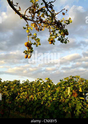 Weingut mit Birnbaum im Herbst. NICHT verfügbar für den Einsatz im KALANDER, Deutschland, Rheinland Pfalz, Siebeldingen Stockfoto