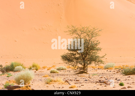 Akazien (Acacia spec.), Busch, in den Bergen Acacus vor einer drohenden Sanddüne, Libyen, Sahara Stockfoto