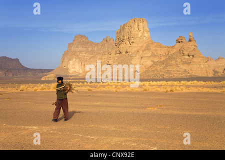 junge Touareg sammeln Brennholz vor dem Panorama der Tadrart Acacus, Libyen, Sahara Stockfoto