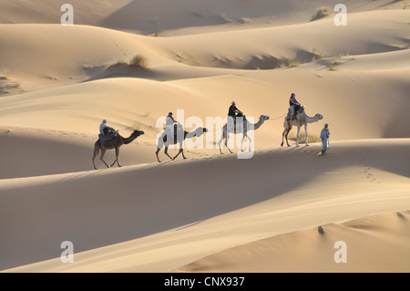 Karawane in der Wüste Erg Chebbi, Marokko, Sahara, Dromedar, einen buckligen Kamel (Camelus Dromedarius) Stockfoto