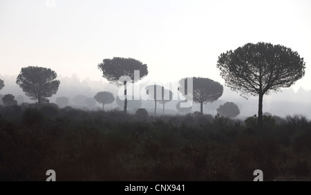 Schirm-Kiefer (Pinus Pinea), Schirmpinien Morgen Nebel, Spanien, der Nationalpark Coto De Doñana, Acebron Stockfoto