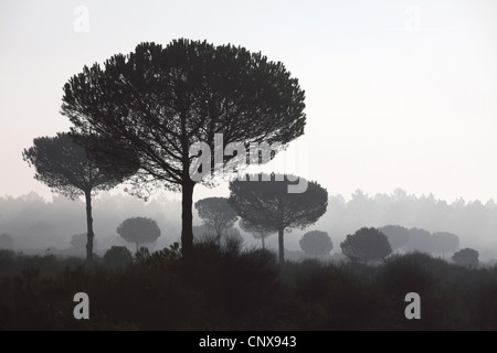 Schirm-Kiefer (Pinus Pinea), Schirmpinien Morgen Nebel, Spanien, der Nationalpark Coto De Doñana, Acebron Stockfoto