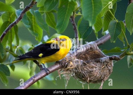 Pirol (Oriolus Oriolus), männliche am Nest, Bulgarien Stockfoto