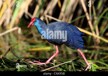 Purpurhuhn (Porphyrio Porphyrio), zu Fuß auf der Uferpromenade, Spanien, Coto De Donana Nationalpark Stockfoto