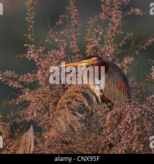 Purpurreiher (Ardea Purpurea), sitzt in einer Tamariske, Griechenland, Lesbos Stockfoto