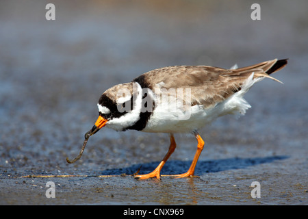 Flussregenpfeifer-Regenpfeifer (Charadrius Hiaticula), ernähren sich von einem Wurm, Niederlande, Texel Stockfoto