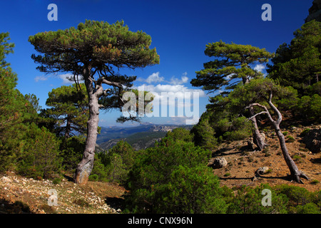 Europäische Schwarzkiefern, österreichische Schwarzkiefer, Schwarzkiefer, Korsischen Schwarzkiefer (Pinus Nigra), in den Bergen der Sierra de Cazorla mit Ansicht des Guadalquivir-Tals, Spanien, Sierra de Cazorla Stockfoto