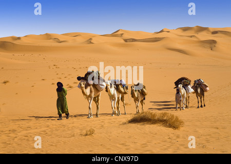 Dromedar, einen buckligen Kamel (Camelus Dromedarius), kleiner Wohnwagen in der libyschen Wüste, Libyen, Sahara Stockfoto