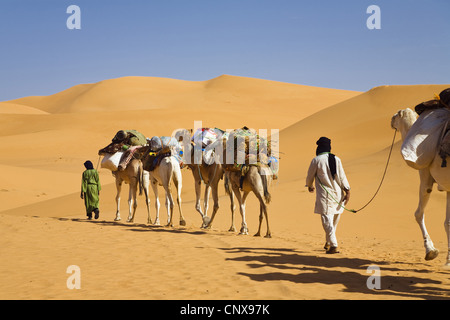 Dromedar, einen buckligen Kamel (Camelus Dromedarius), kleiner Wohnwagen in der libyschen Wüste, Libyen, Sahara Stockfoto