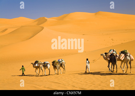 Dromedar, einen buckligen Kamel (Camelus Dromedarius), kleiner Wohnwagen in der libyschen Wüste, Libyen, Sahara Stockfoto